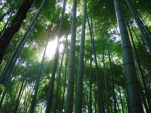 Árboles De Bambú